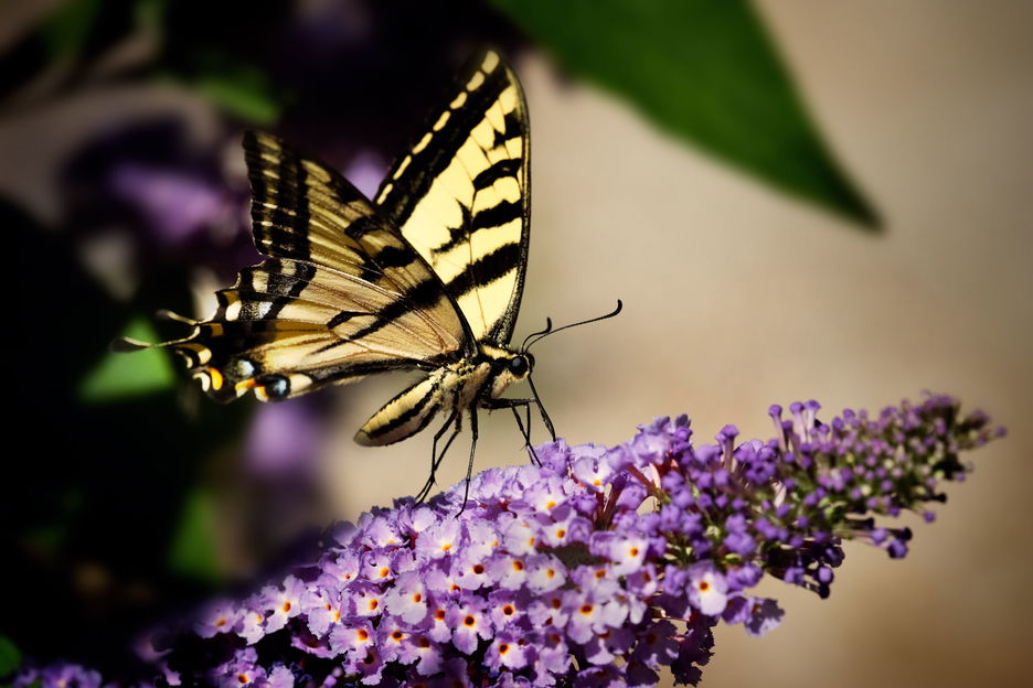 Butterfly perched on a purple buddlea plant