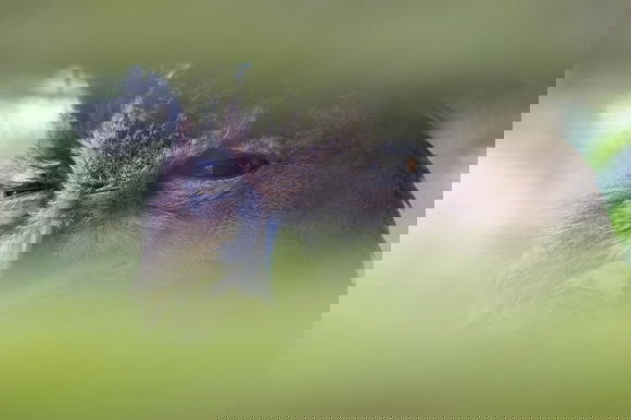 Learn photography with Fujifilm, Prime Lens or Zoom?