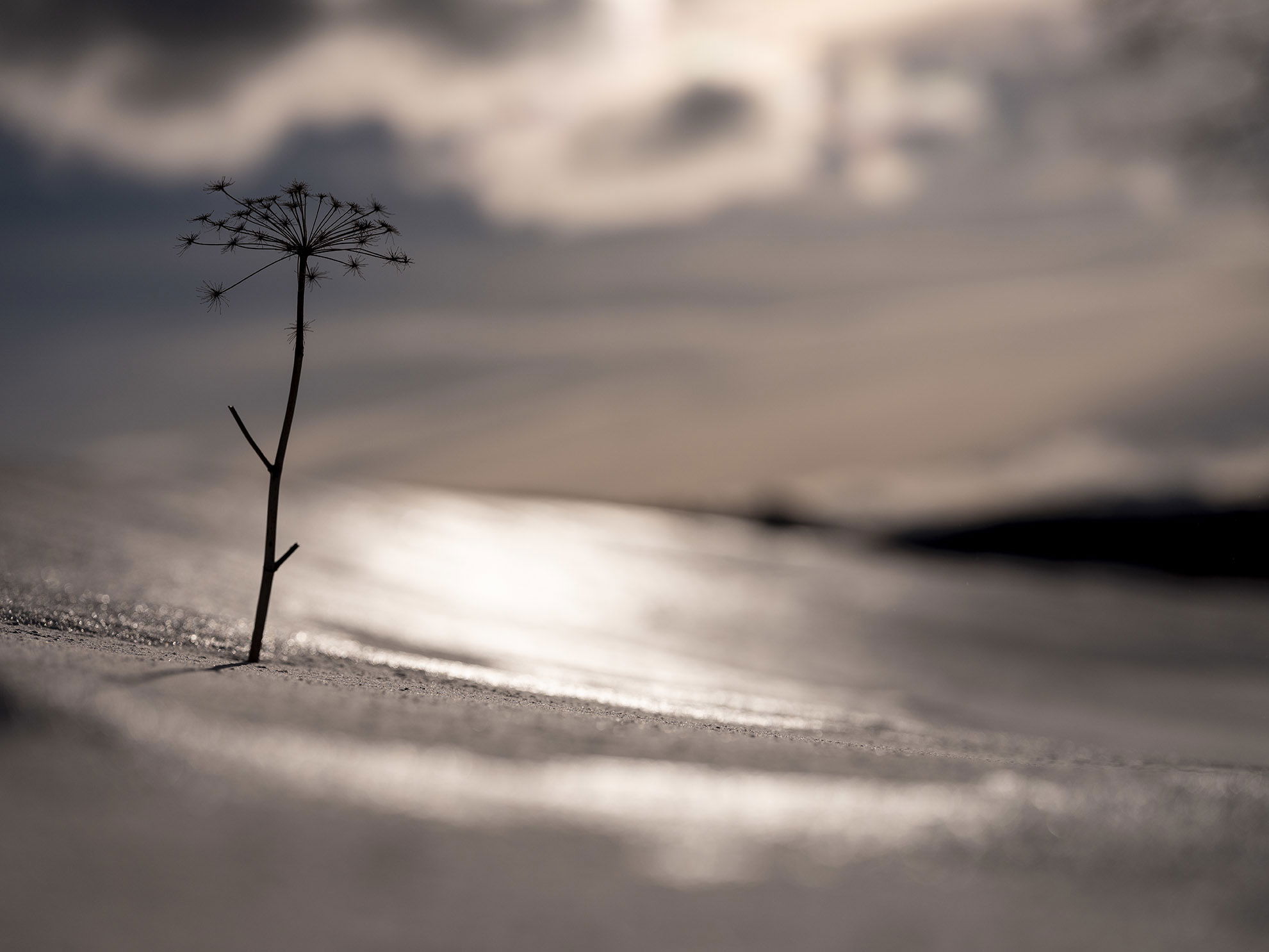 Fotografieren im Winter: Blume im Schnee