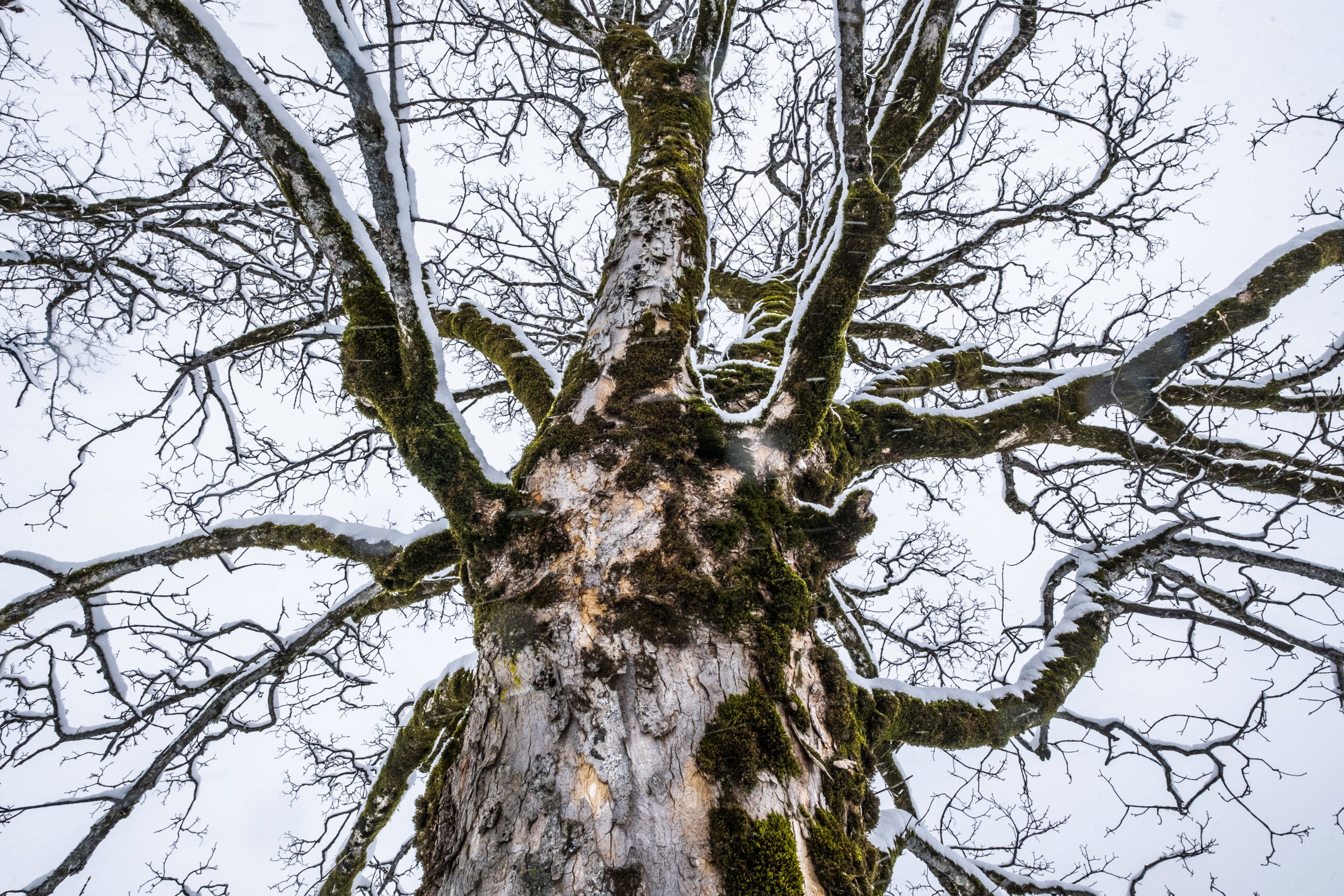 Fotografieren im Winter: Baum von unten mit Schnee