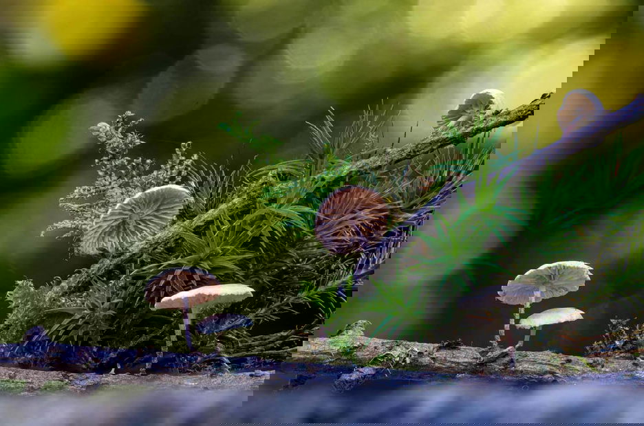 Thin mushrooms growing along moss-covered twig