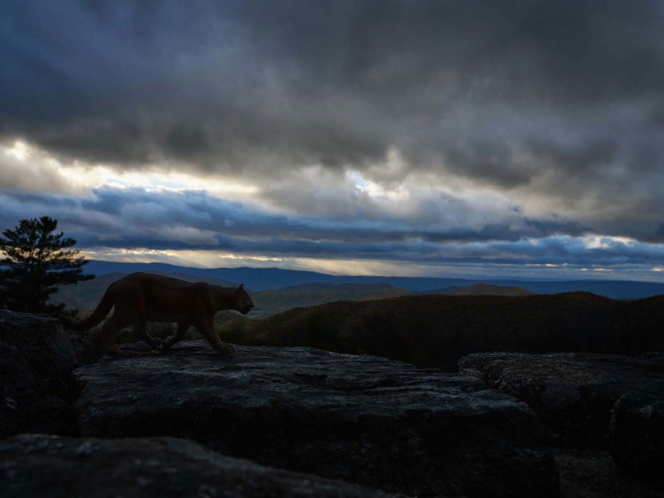 Figurine of mountain lion on cliff edge