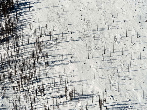Framed against acres of snow, an aerial view of burnt out trees showcases the higher country of Yosemite national park