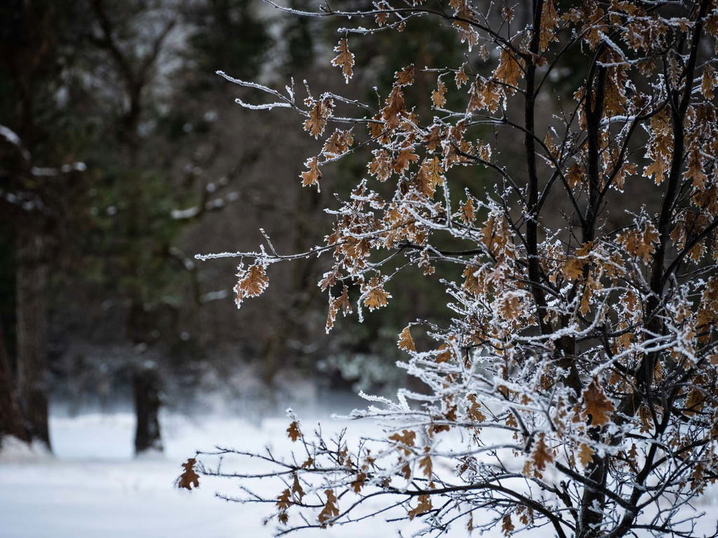 An icy tree cradles dangling autumn leaves, framed against the snow of Yosemite national park