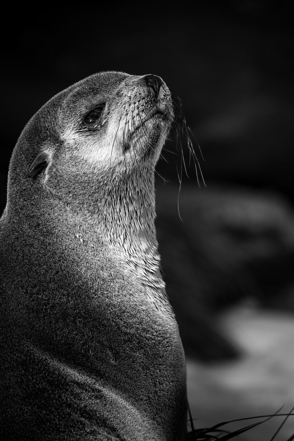 A close-up photograph of a seal.