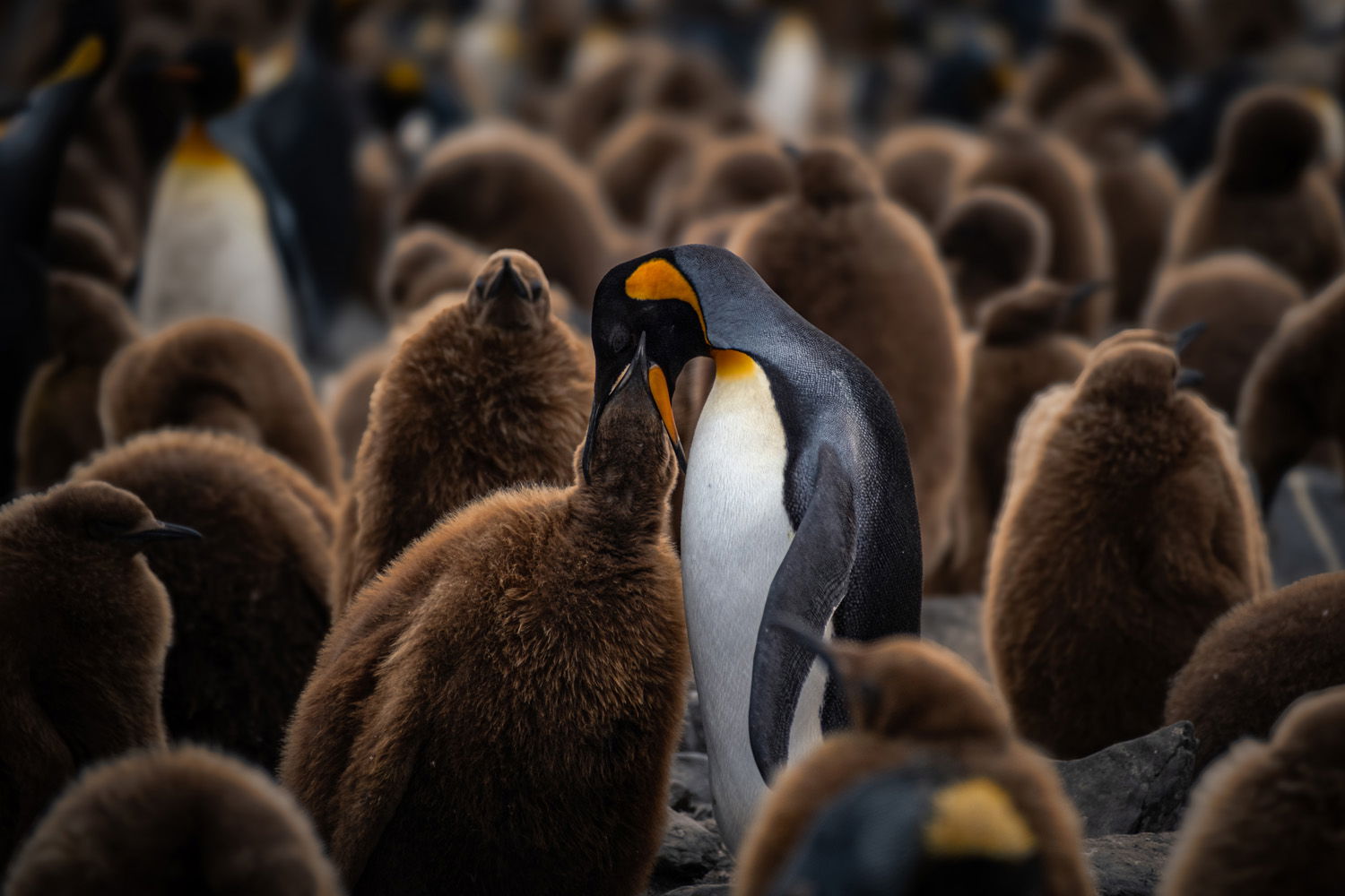 A king penguin feeding its chick.