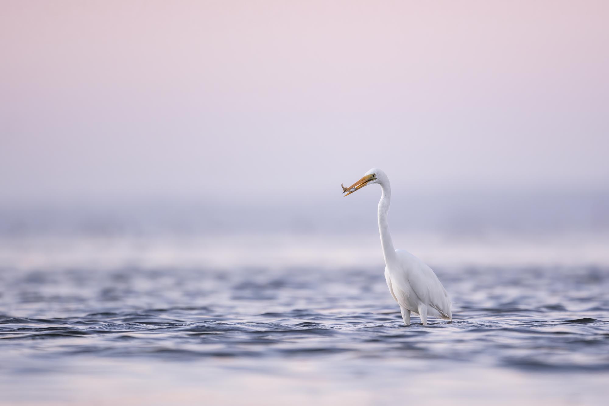 GF500mmF5.6 R LM OIS WR: Shelley Pearson x タスマニア島での野鳥撮影 | X Stories | FUJIFILM X Series & GFX - Japan GF500mmF5.6 R LM OIS WR: Shelley Pearson x タスマニア島での野鳥撮影 | X Stories | FUJIFILM X Series & GFX - Japan