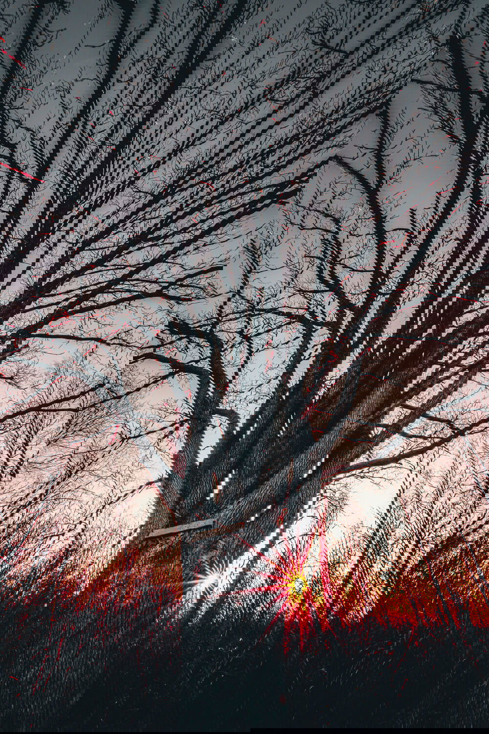 FUJIFILM Creators talk about how a lend can affect your message. Bryan Minear uses a wide angle lens to frame a tree in winter from below with a sunset behind.