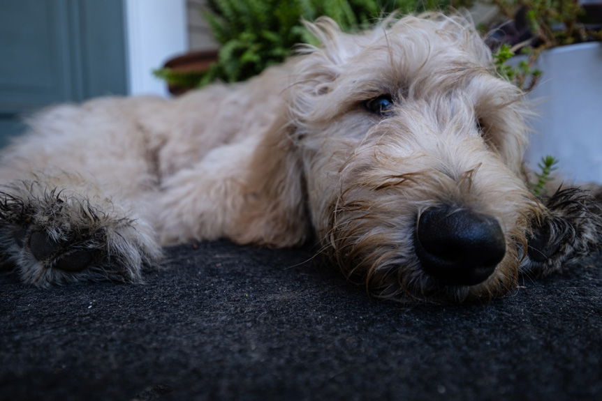 FUJIFILM Creators talk about how a lend can affect your message. Rebecca Gaal makes a close-up photo of her dog which is lying on her doorstep.