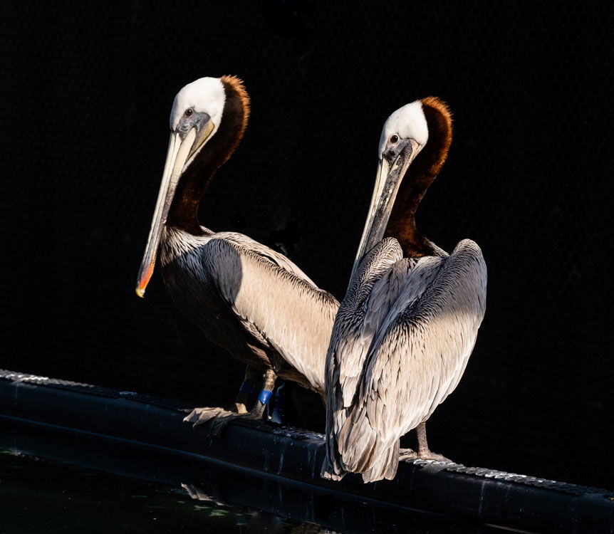 FUJIFILM Creators talk about how a lend can affect your message. Here Rebecca Gaal uses a telephoto zoom to create a low-key image of two pelicans standing on the water's edge in bright sunlight.