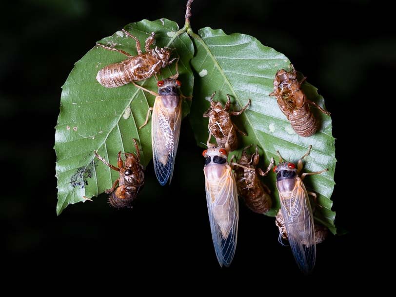 Group of cicadas on green leaves against black background