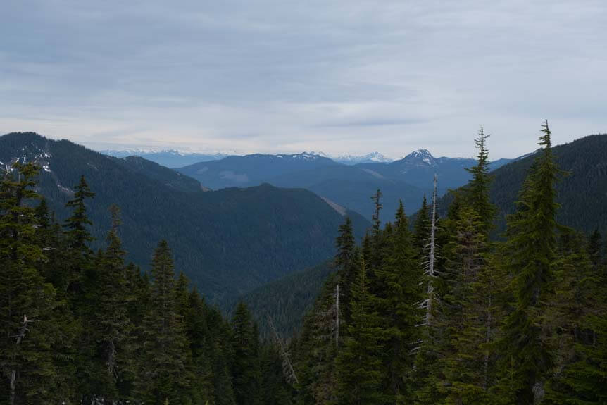 An assortment of tall trees stand in front of icy mountain top peaks