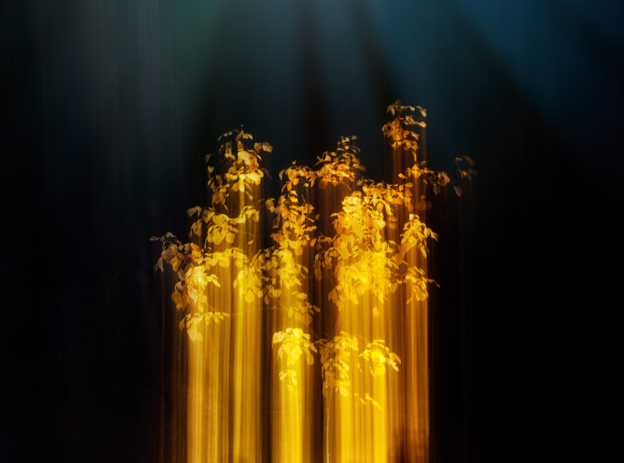 Golden streaks of light reflect off a tree in Zion national park