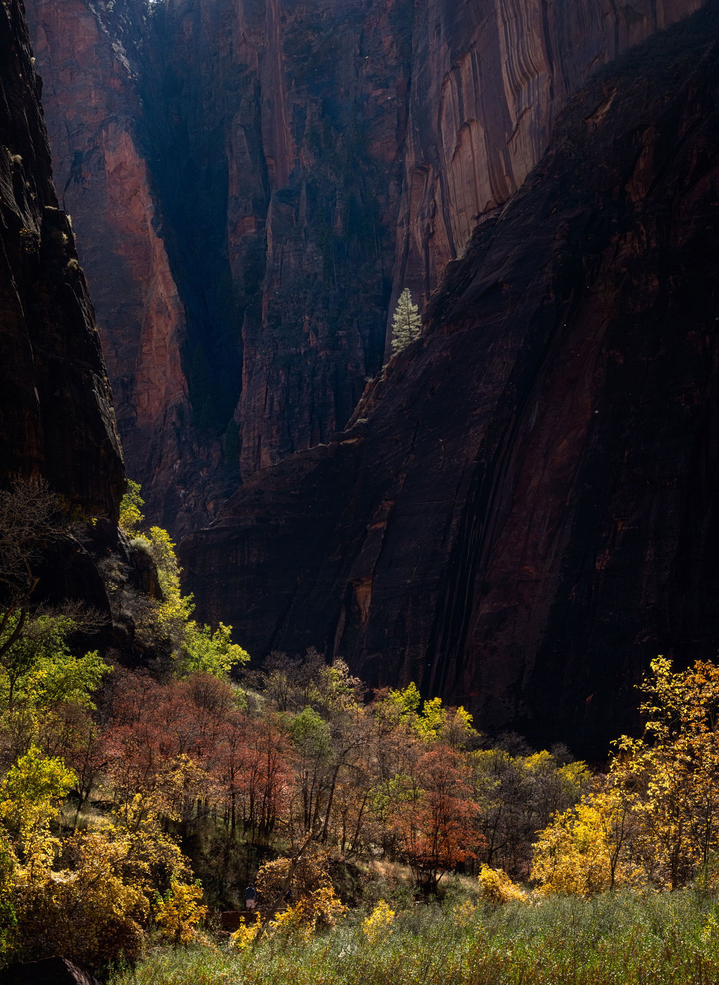 The steep mountaintops of Zion dwarf verdant greenery below