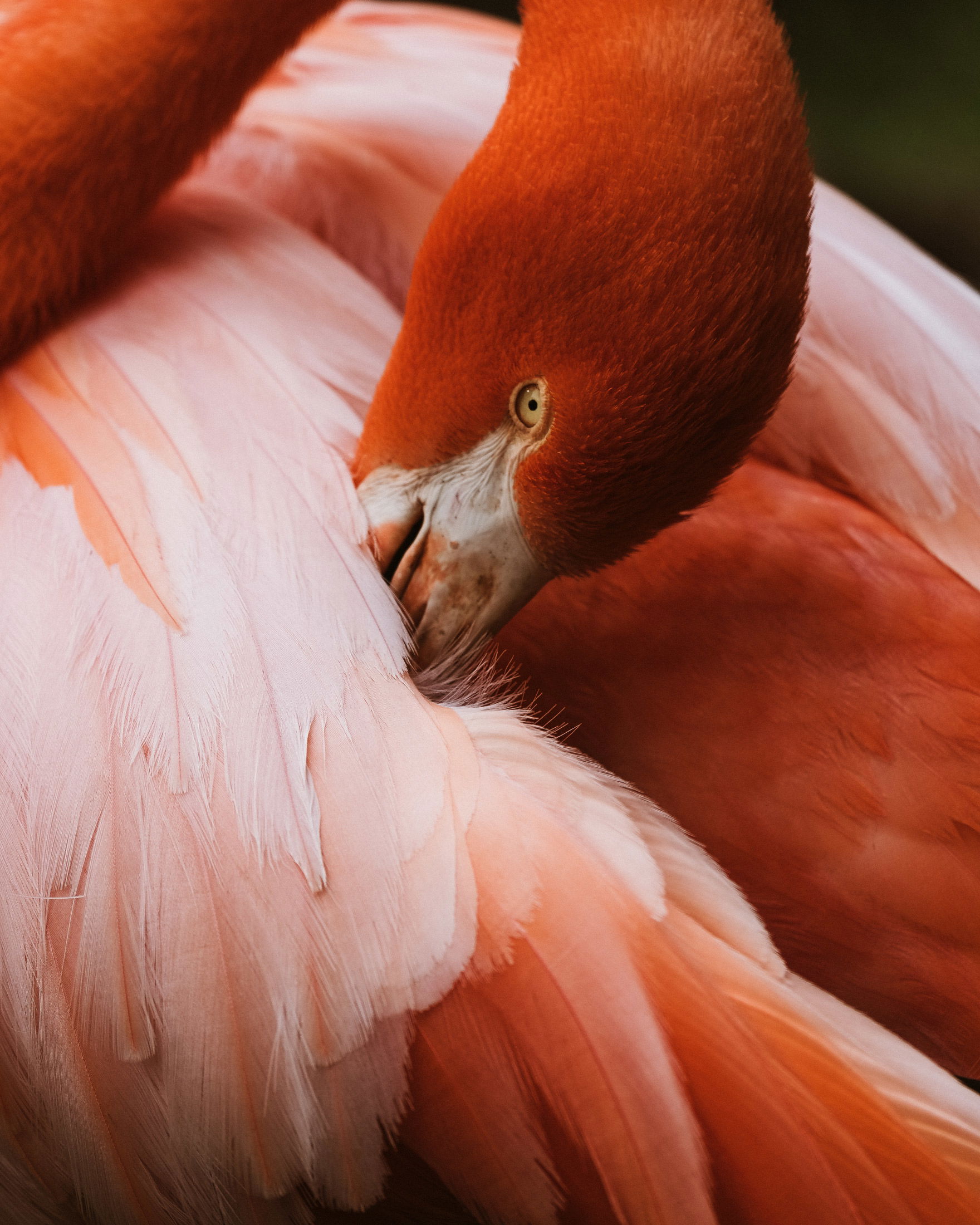 Flamingo with head curled towards its wing