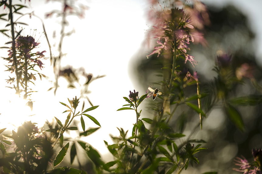 Plants in golden ray of sun