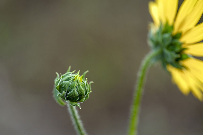 Two sunflowers at different stages of flowering