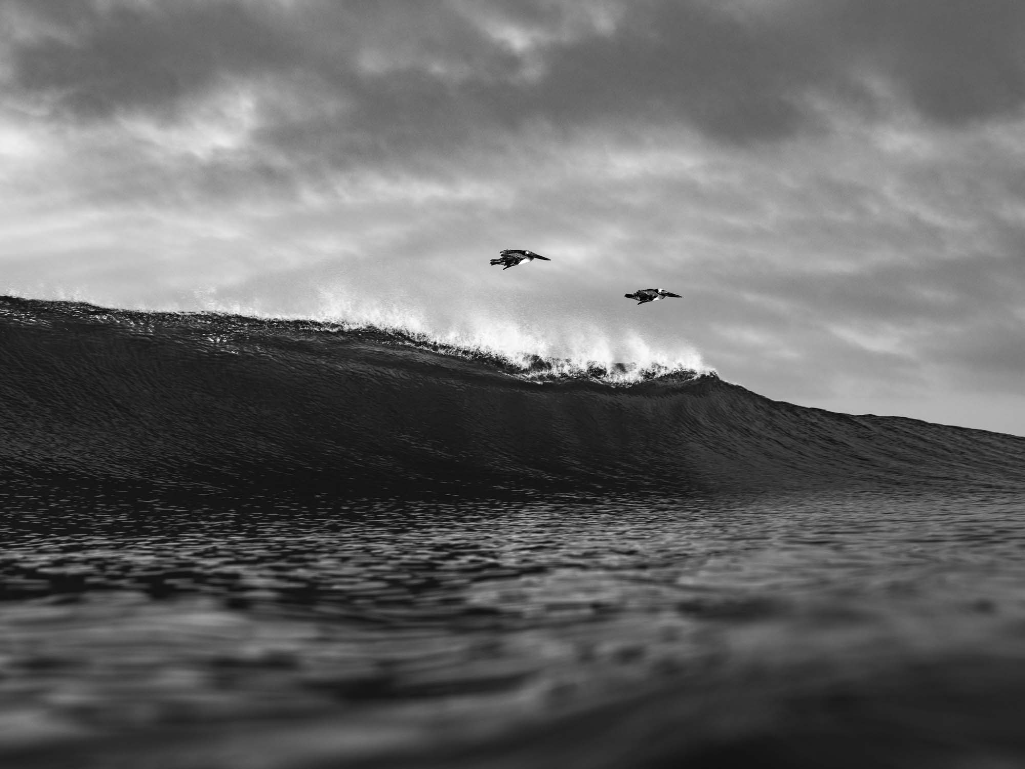 Birds flying over a wave