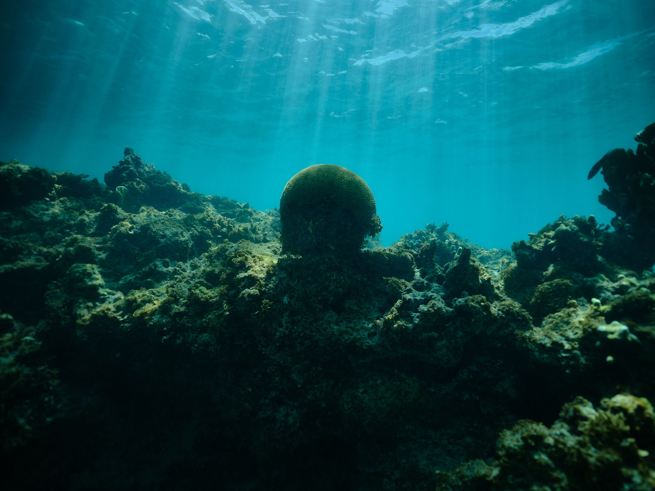 Sun rays under the water with coral