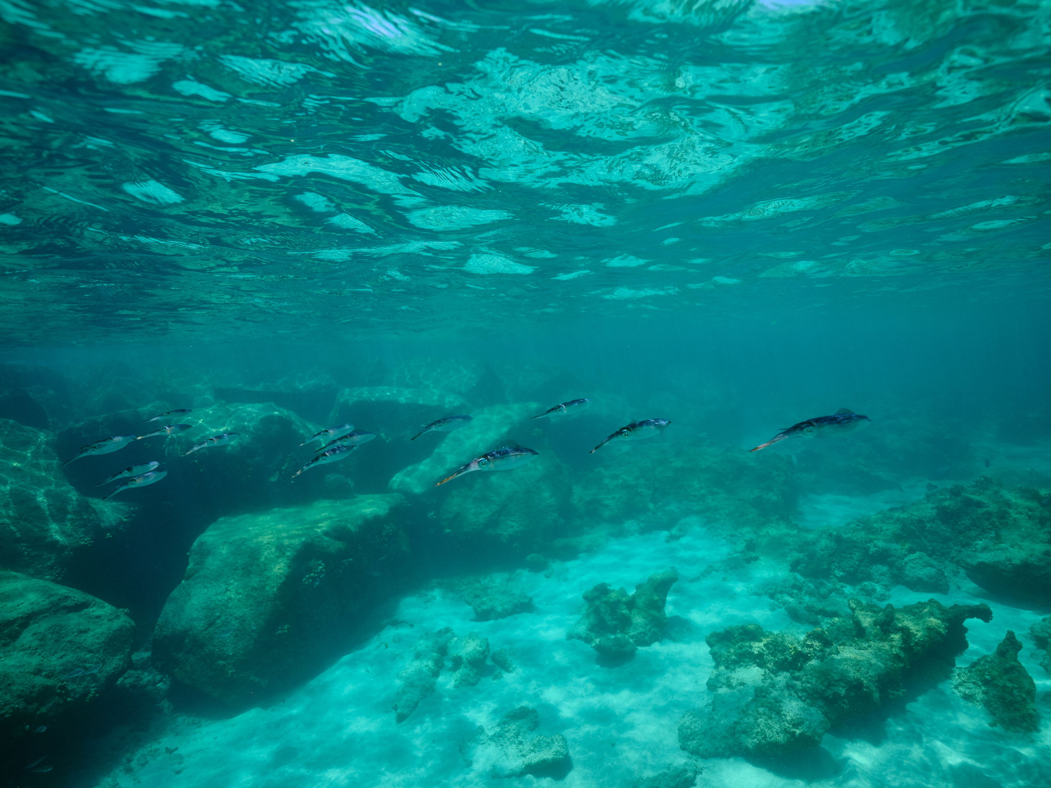 Fish in an underwater scene