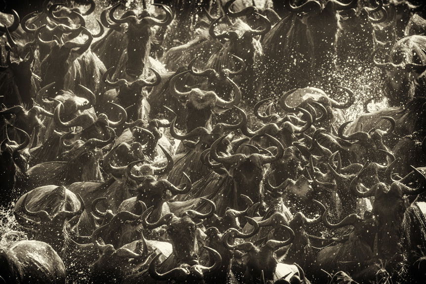 Dozens of wildebeest heads protruding from raging river waters