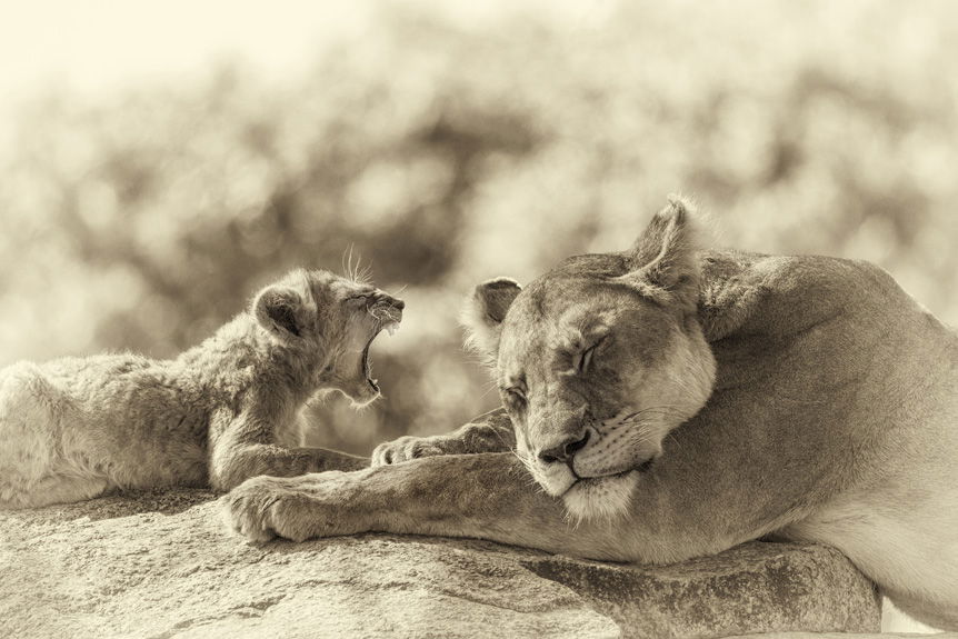 Lion cub roaring at its sleeping mother