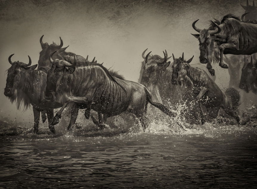 Small group of wildebeest charging through river