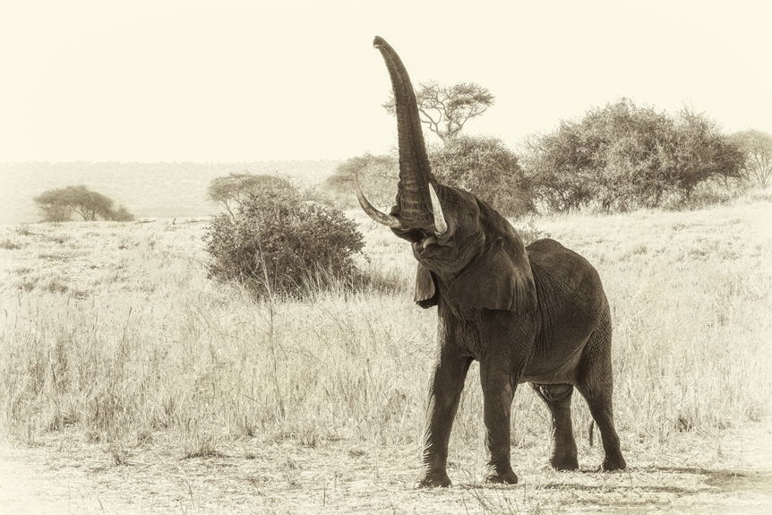 Juvenile elephant holding its trunk in the air