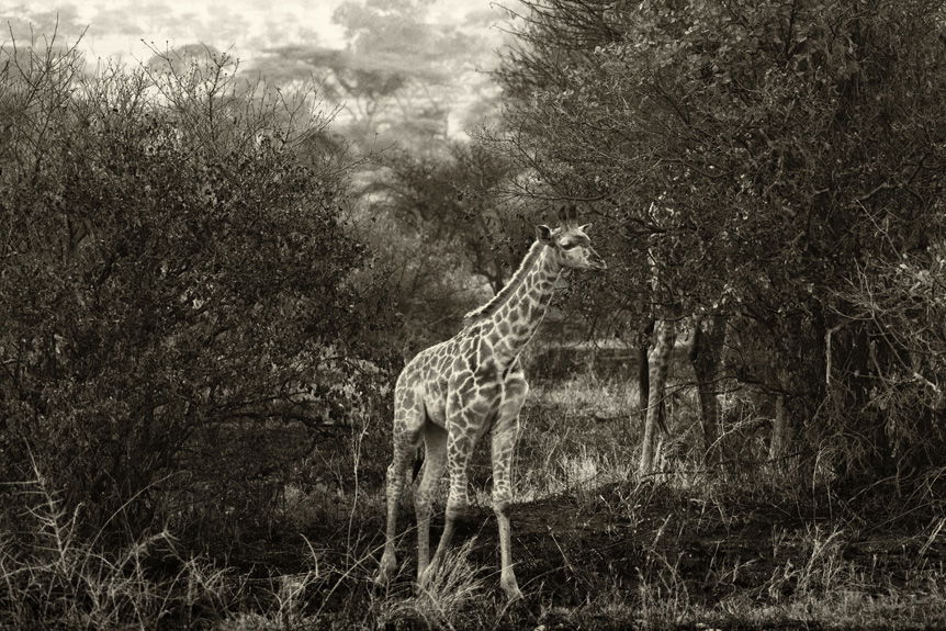 Young giraffe standing in cluster of savannah trees