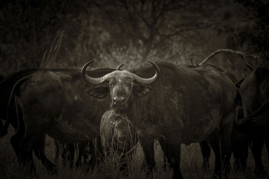 Large wildebeest standing on savannah