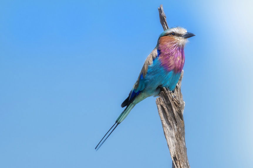 Vibrant bird on branch with blue sky behind