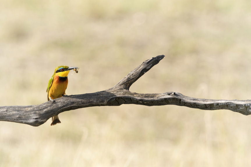Orange bird with bee in beak, sitting on a branch