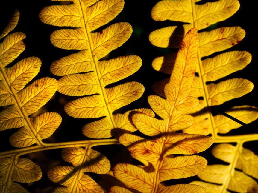 Vibrant yellow leaves