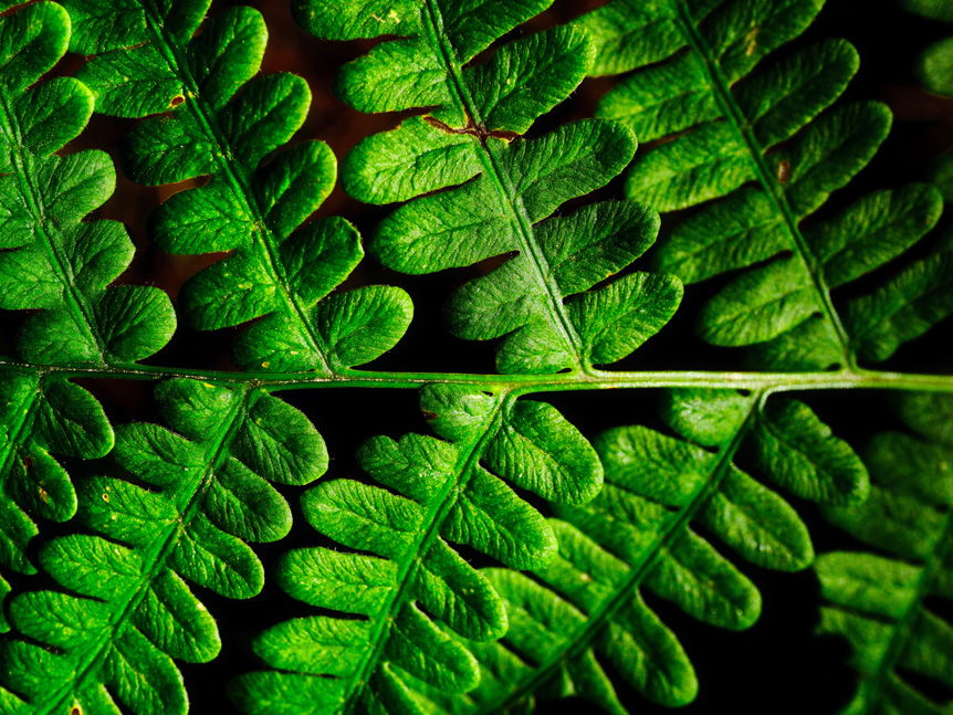 Vibrant green leaves