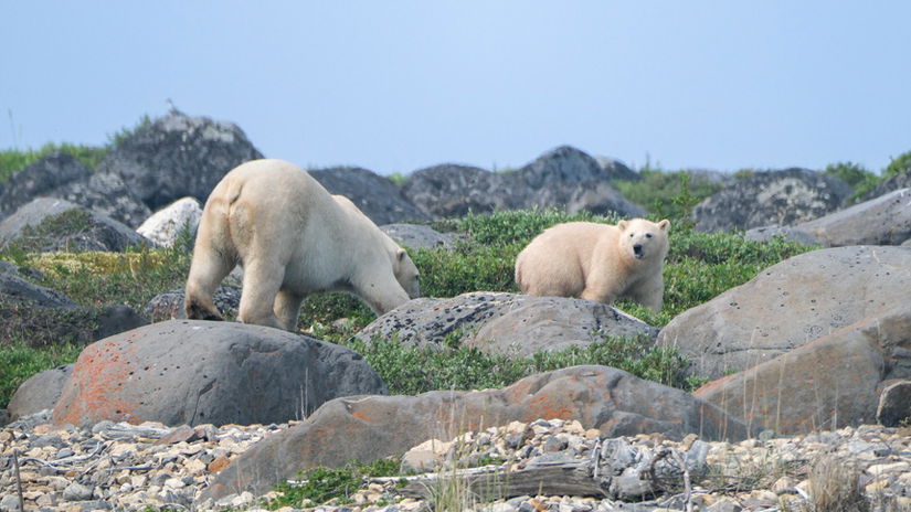 Mother and baby polar bears on rocky beach