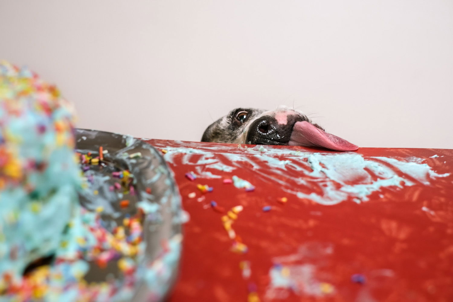 Dog licking icing from a messy table after a birthday cake has been made.