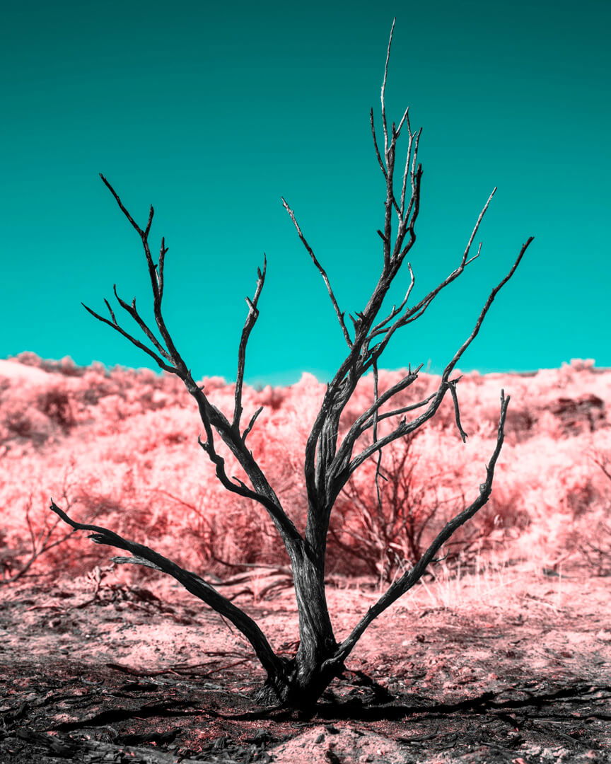 Bare stunted tree surrounded by pink grass, with teal sky above