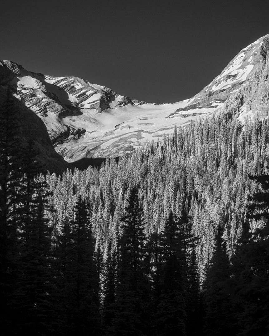 High-contrast monochrome image of trees on mountainside