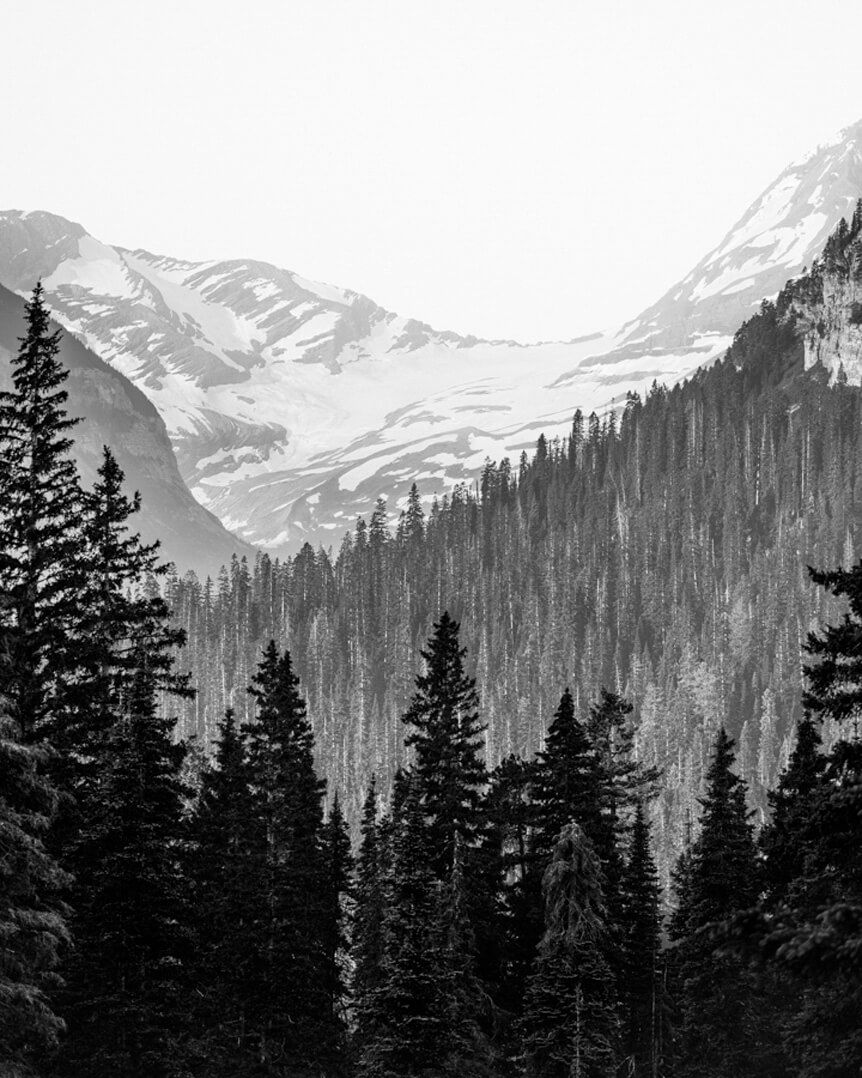 Black trees on mountainside under white sky