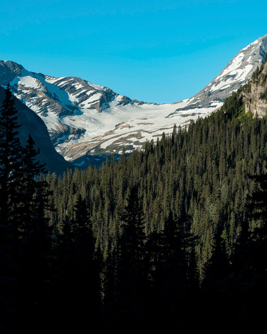Dark green trees on mountainside under light blue sky