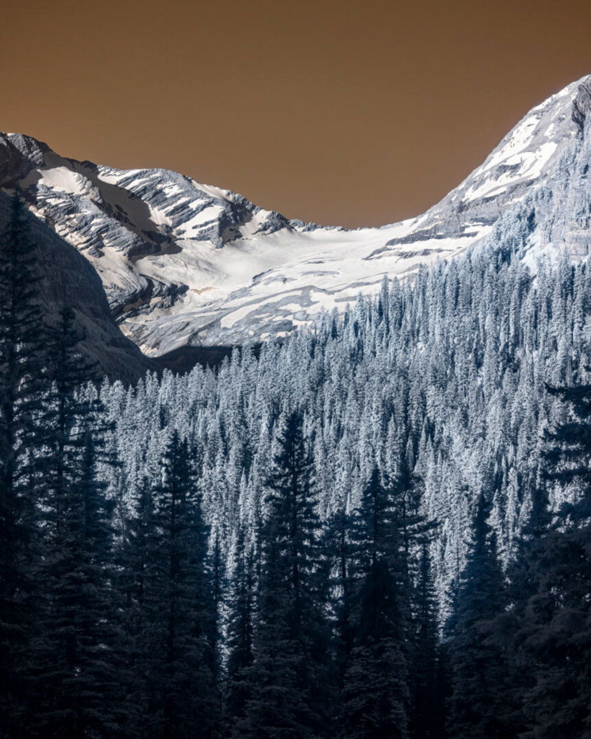 Gray trees on mountainside under brown sky
