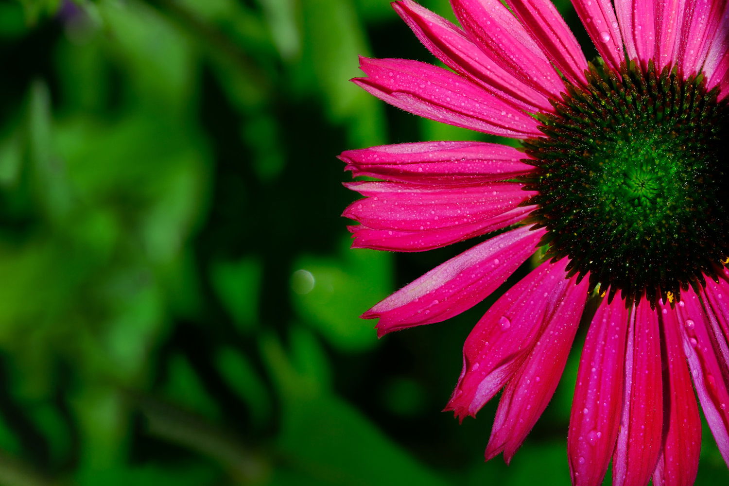 macro photo of pink flower