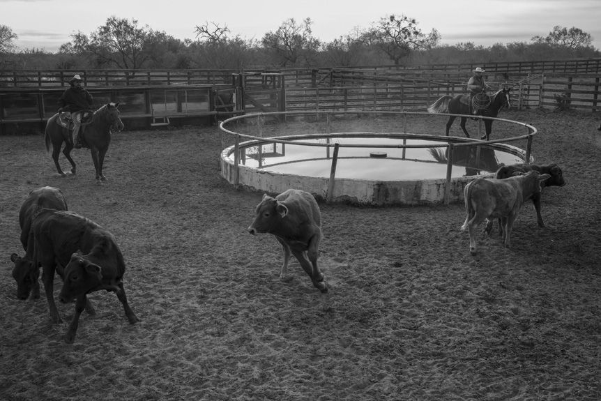 cowboys round up calves in a pen