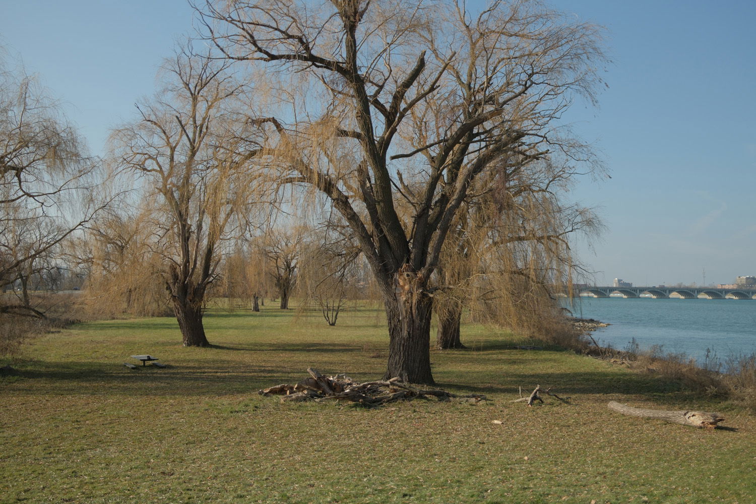 Willow trees in parkland next to river with bridge in distant background.