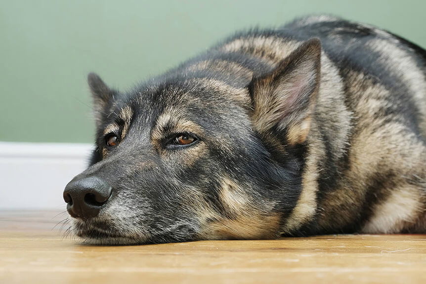 Dog lying down, lit with bounce flash