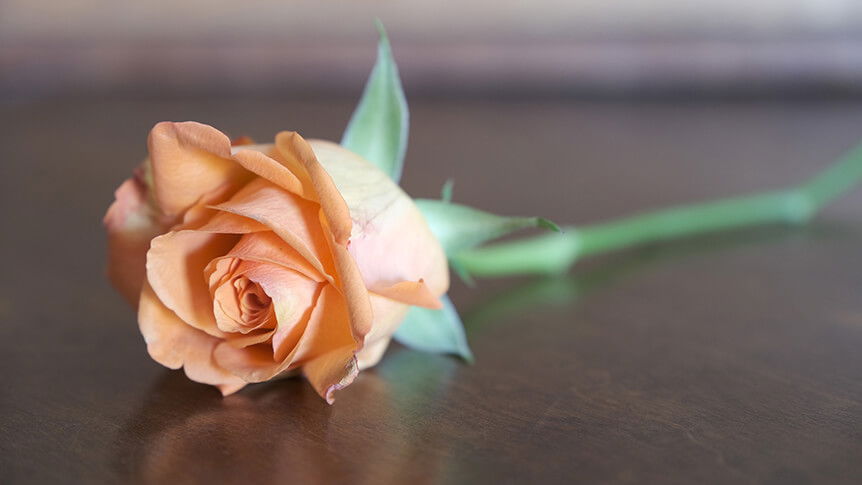Orange rose with FUJIFILM ETERNA Film Simulation