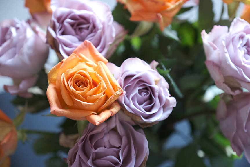 Flowers with FUJIFILM ETERNA Film Simulation
