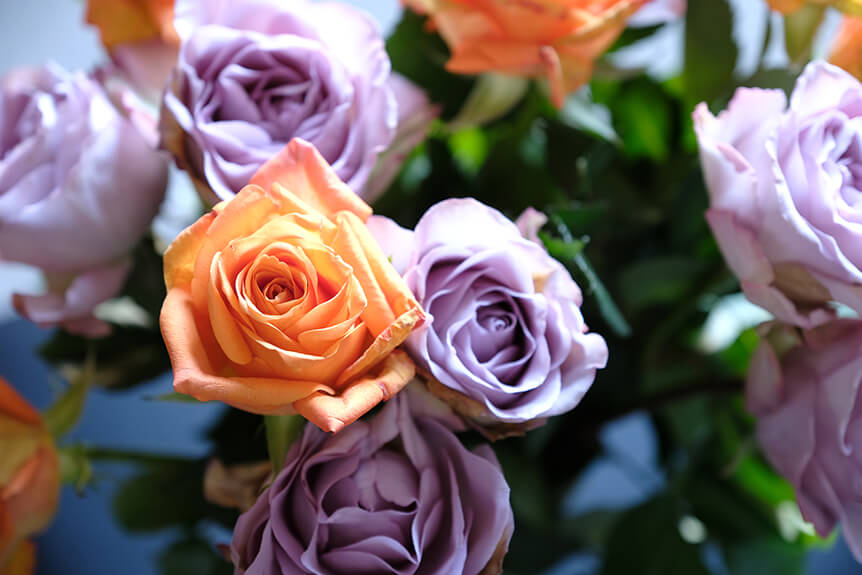 Flowers with FUJIFILM PRO Neg. Hi Film Simulation